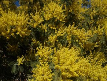 Close-up of yellow flowers