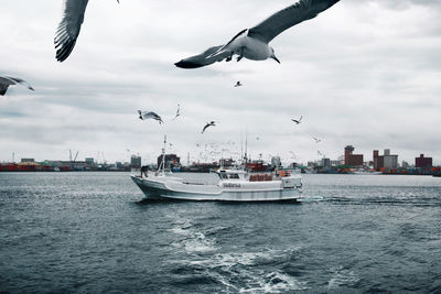 Seagulls flying over sea against sky