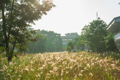 Scenic view of grassy field against clear sky