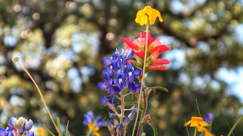 Close-up of purple flowering plant