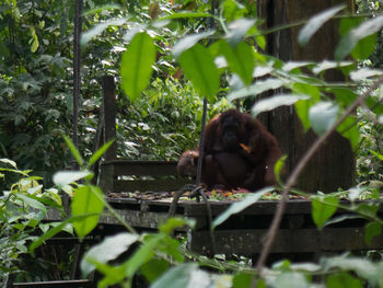 Monkey in a forest