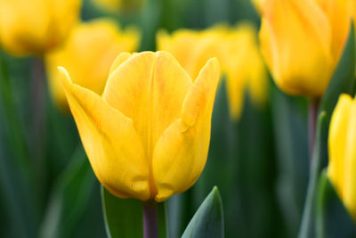 Close-up of yellow tulip