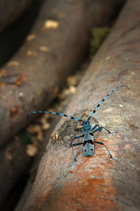 High angle view of insect on wood