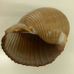 Close-up of seashells