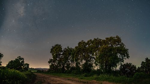 Trees on landscape against star field at night