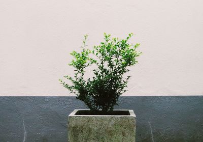 Close-up of potted plant