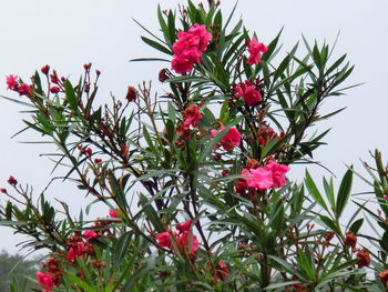 Low angle view of red flowers against sky