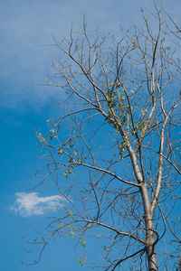 Low angle view of bare tree against blue sky