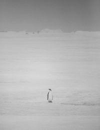 Juvenile emperor on an iceflow in the middle of nowhere antarctica.
