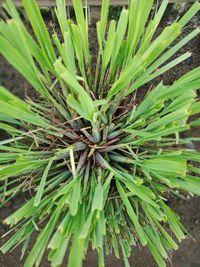 High angle view of plant on field