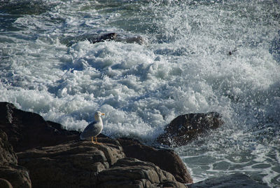 High angle view of seagull on rock in sea