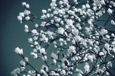 Low angle view of flowers blooming on tree