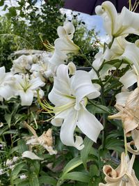 plant
