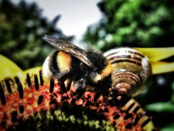 Close-up of bee pollinating on flower