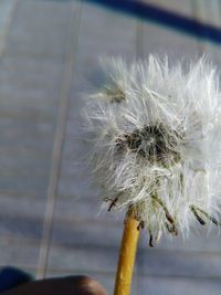 Close-up of dandelion