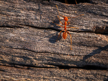 Close-up of insect on wood