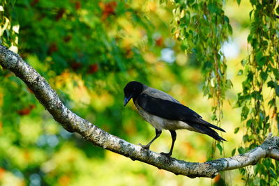 Close-up of bird perching on branch