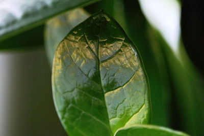 Close-up of leaf on plant