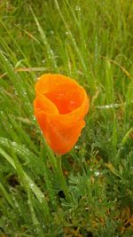 Close-up of orange flower in field