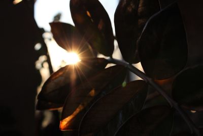 Close-up low angle view of sun