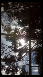 Silhouette of trees in forest against sky