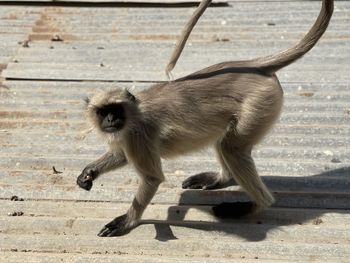 Side view of man walking on wood