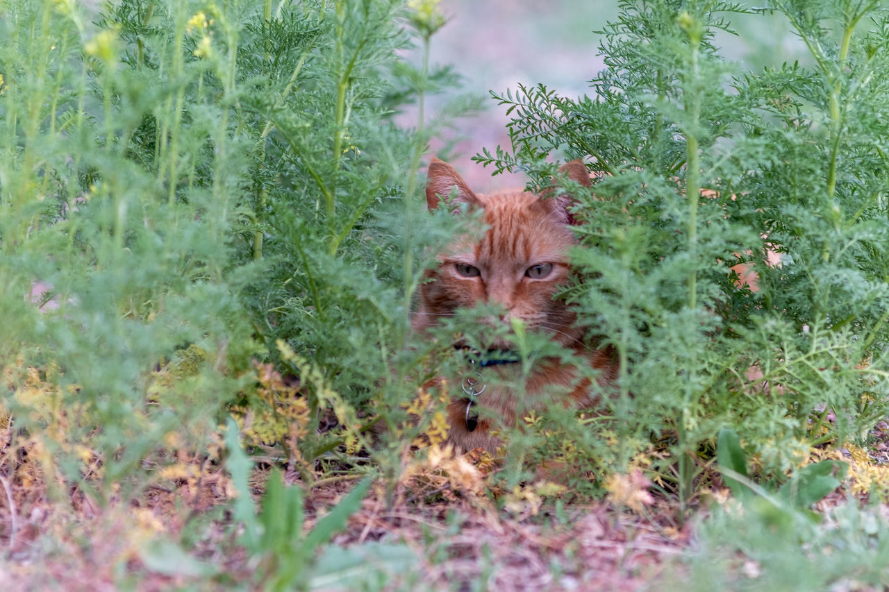 PORTRAIT OF A CAT HIDING BEHIND PLANTS