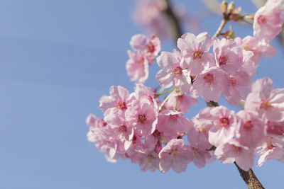 Low angle view of cherry blossoms against sky