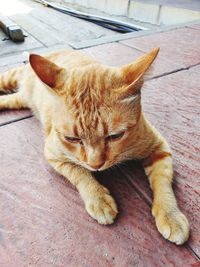 Close-up of a cat lying down