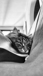 Close-up of cat resting on floor