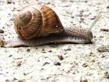 Close-up of snail