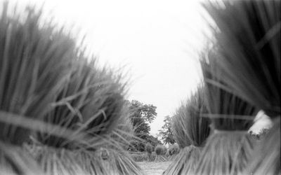 Close-up of trees against clear sky