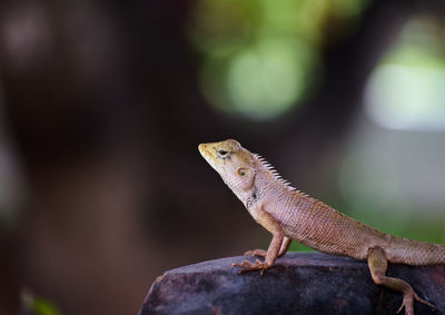 Close-up of a lizard