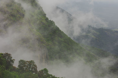 Aerial view of rain forest