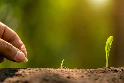 Close-up of hand holding plant