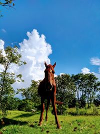 Horse standing on field against sky