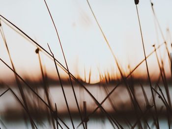 View of trees at sunset