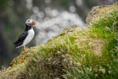 Close-up of bird perching on rock