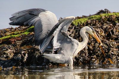 Close-up of birds in lake