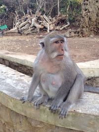 Close-up of monkey sitting outdoors