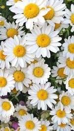 Close-up of yellow flowers