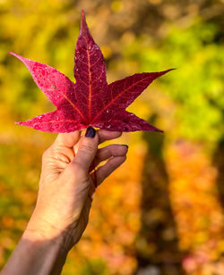 Cropped hand holding red  autumn leaf
