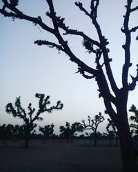 Silhouette trees on field against sky