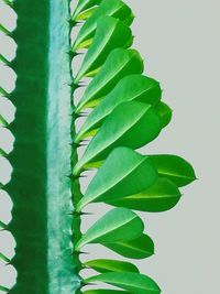 Close-up of fresh green leaves against white background