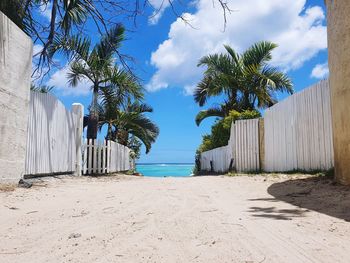 Palm trees on beach against blue sky