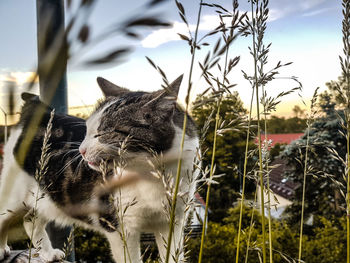 Close-up of cat by plants against sky