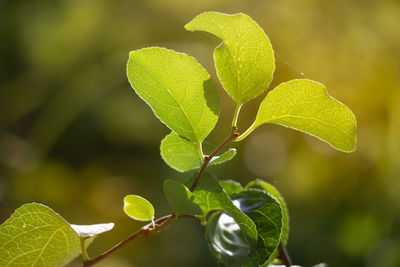 Close-up of green leaves