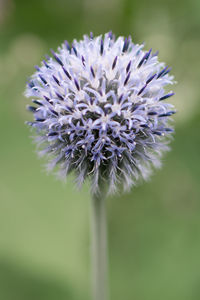 Close-up of purple flowering plant