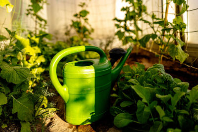 Green watering can standing in the greenhouse. ecology and ecological balance