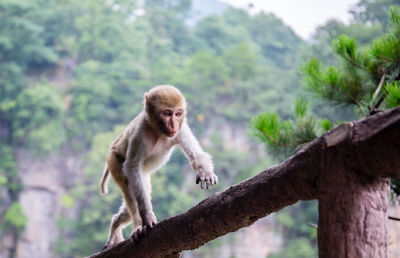 Monkey sitting on tree in forest